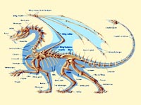 Скелет западного дракона. 181 Kb. ©Jennifer Walker 1996, http://www.draconian.com